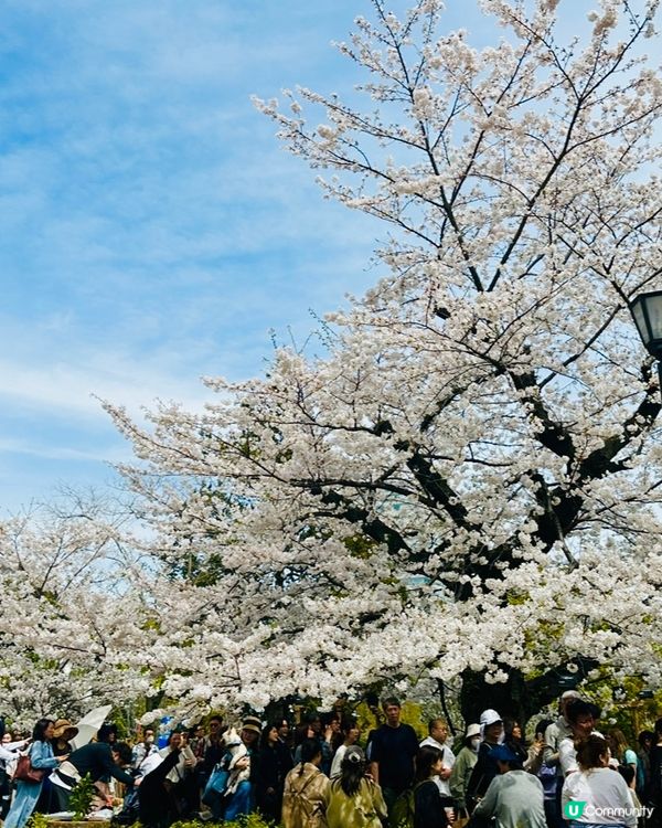 🌸🌸《東京篇🇯🇵·賞櫻熱點3》千鳥之淵 🌸🌸