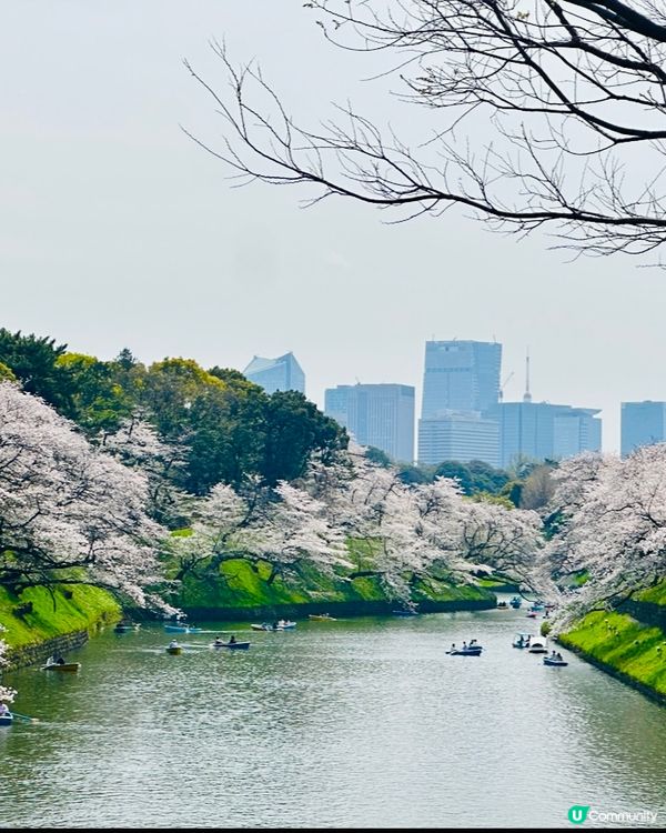 🌸🌸《東京篇🇯🇵·賞櫻熱點3》千鳥之淵 🌸🌸