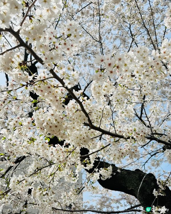 🌸🌸《東京篇🇯🇵·賞櫻熱點3》千鳥之淵 🌸🌸