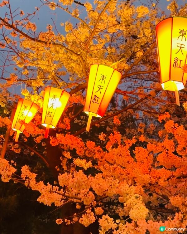 🌸🌸《東京篇🇯🇵 • 賞櫻熱點4 》🌸🌸夜櫻 上野恩賜公園