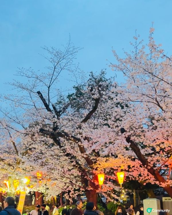 🌸🌸《東京篇🇯🇵 • 賞櫻熱點4 》🌸🌸夜櫻 上野恩賜公園