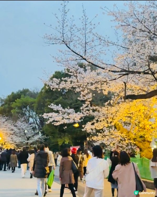🌸🌸《東京篇🇯🇵 • 賞櫻熱點4 》🌸🌸夜櫻 上野恩賜公園