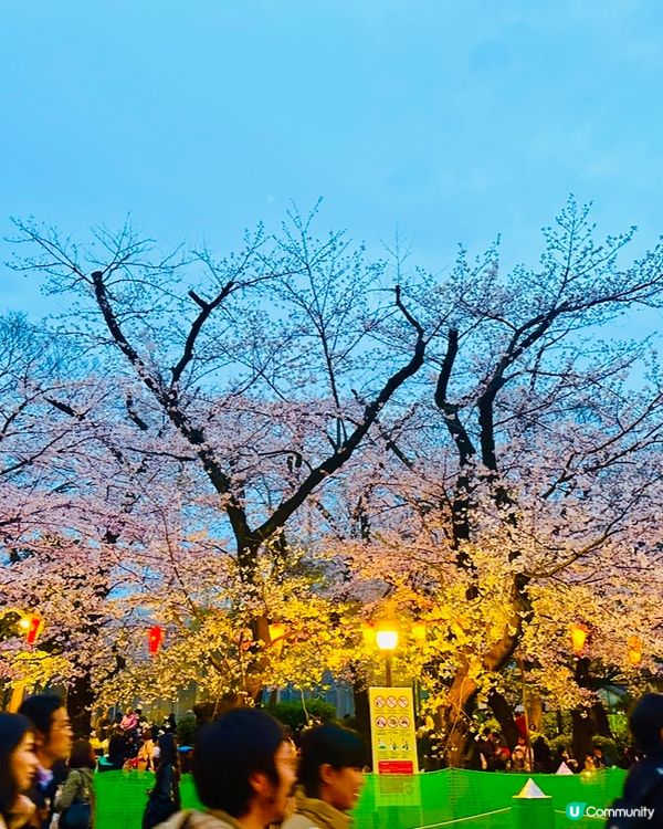 🌸🌸《東京篇🇯🇵 • 賞櫻熱點4 》🌸🌸夜櫻 上野恩賜公園