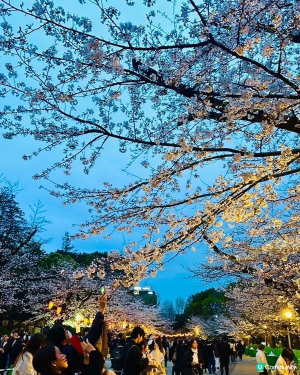 🌸🌸《東京篇🇯🇵 • 賞櫻熱點4 》🌸🌸夜櫻 上野恩賜公園