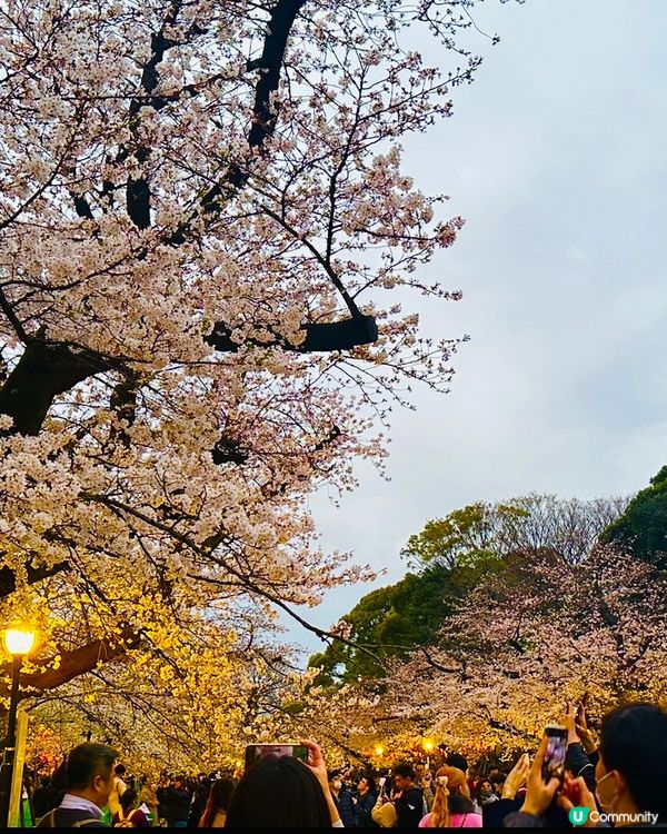 🌸🌸《東京篇🇯🇵 • 賞櫻熱點4 》🌸🌸夜櫻 上野恩賜公園