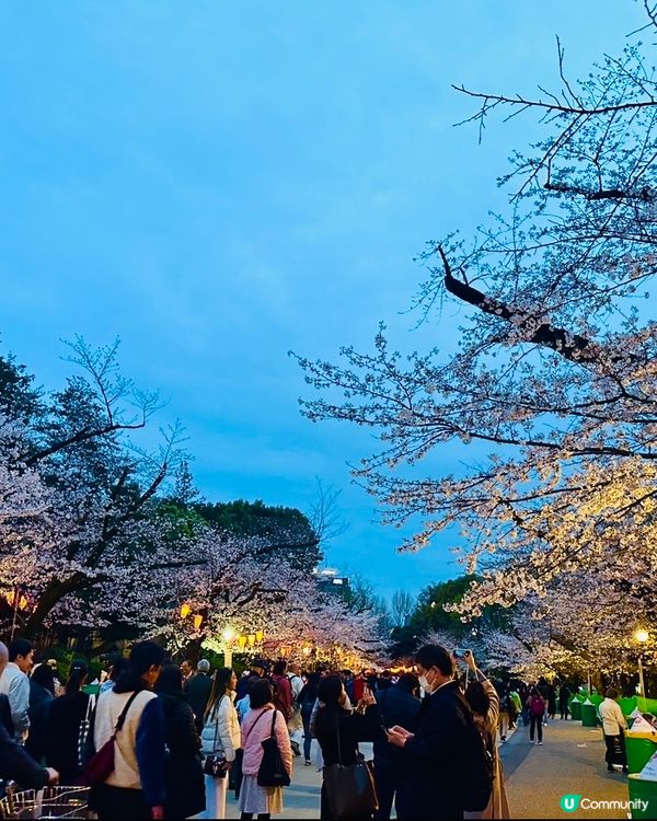🌸🌸《東京篇🇯🇵 • 賞櫻熱點4 》🌸🌸夜櫻 上野恩賜公園
