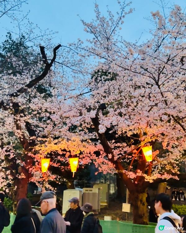 🌸🌸《東京篇🇯🇵 • 賞櫻熱點4 》🌸🌸夜櫻 上野恩賜公園
