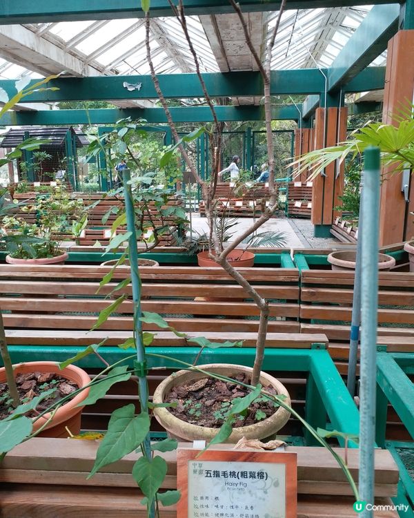 中藥園好多中藥植物