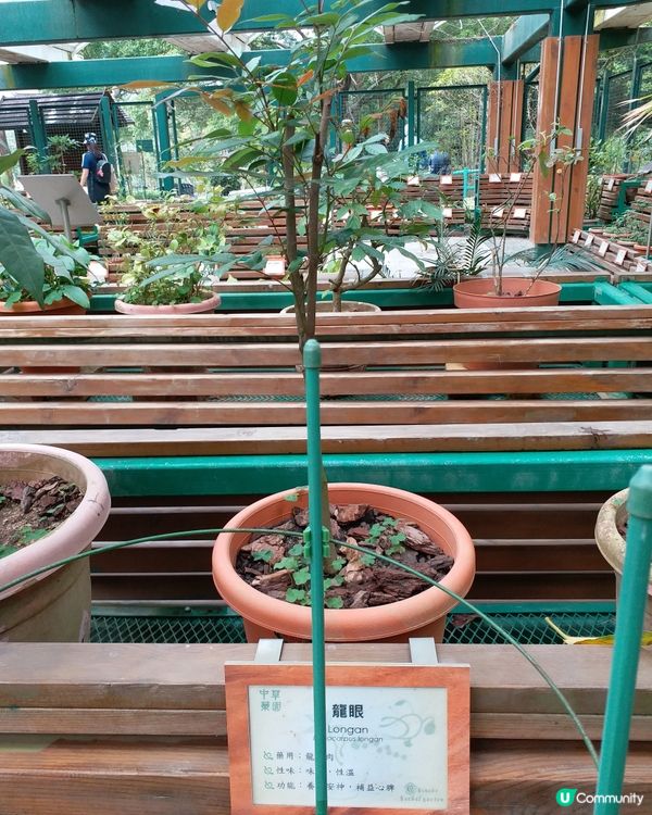 中藥園好多中藥植物