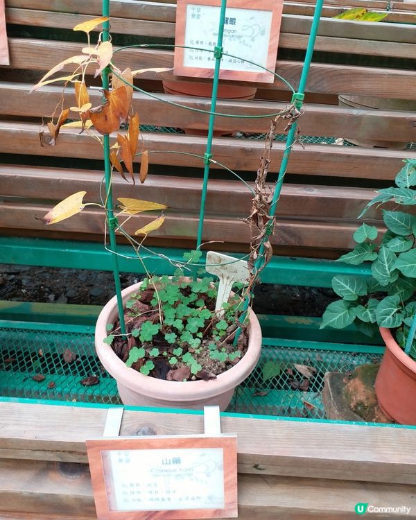 中藥園好多中藥植物