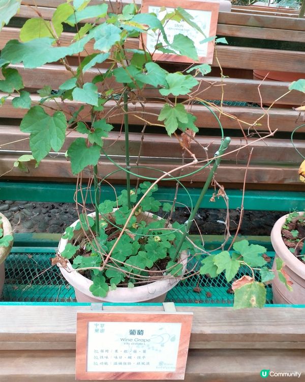 中藥園好多中藥植物