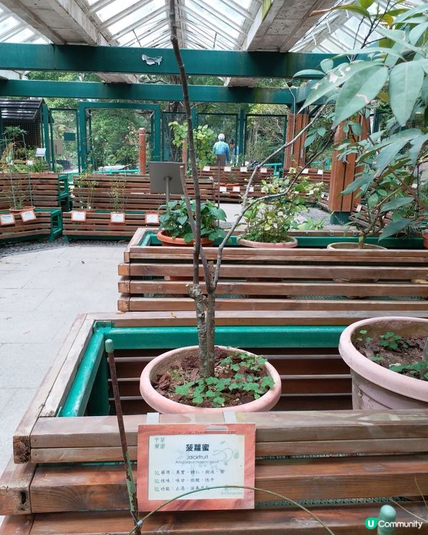 中藥園好多中藥植物