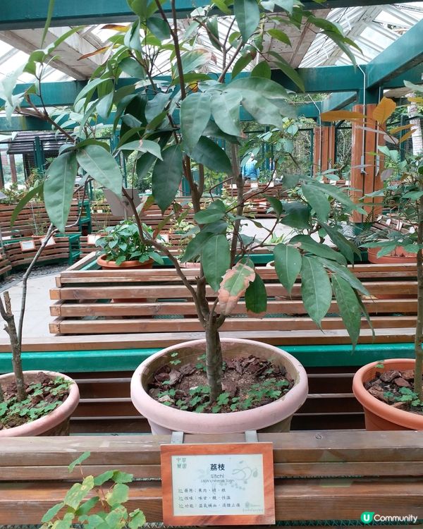 中藥園好多中藥植物