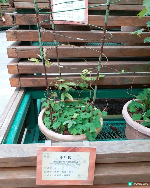 中藥園好多中藥植物