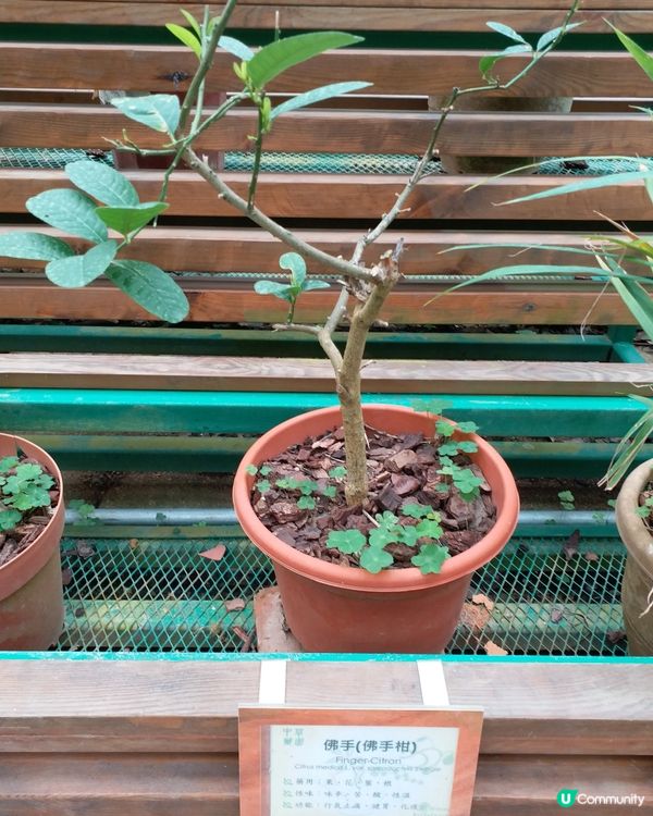 中藥園好多中藥植物