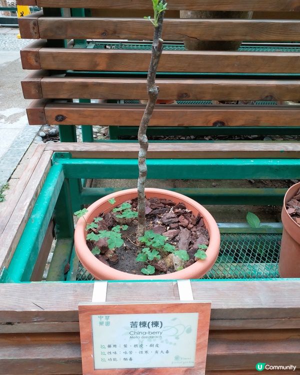 中藥園好多中藥植物