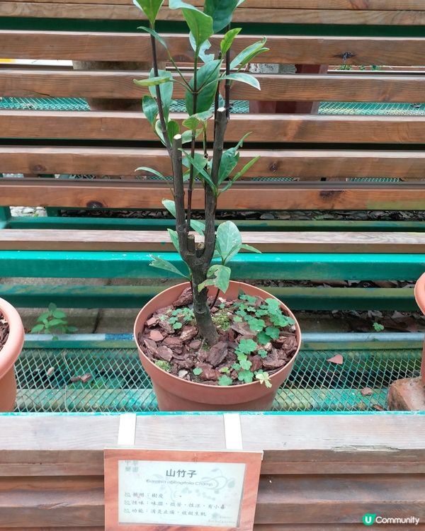 中藥園好多中藥植物