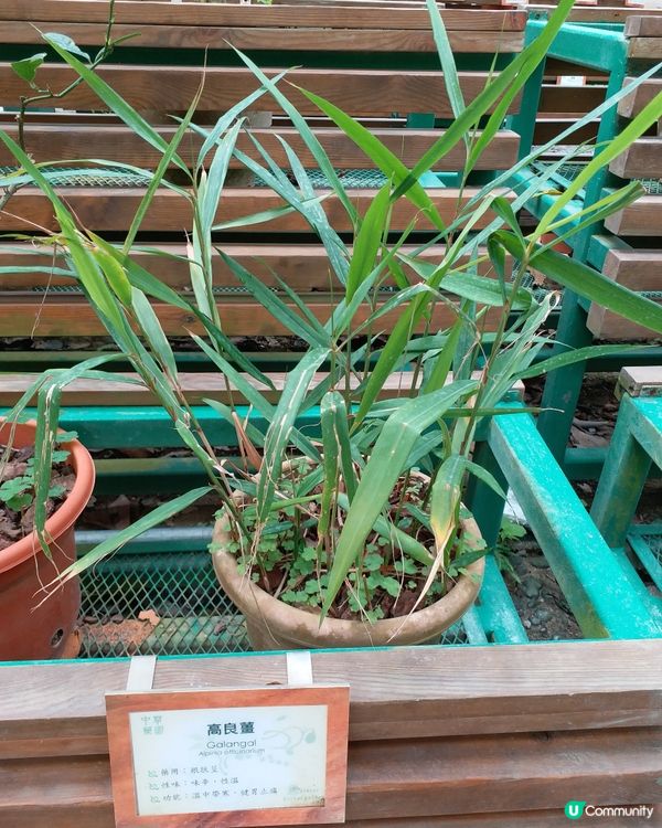 中藥園好多中藥植物
