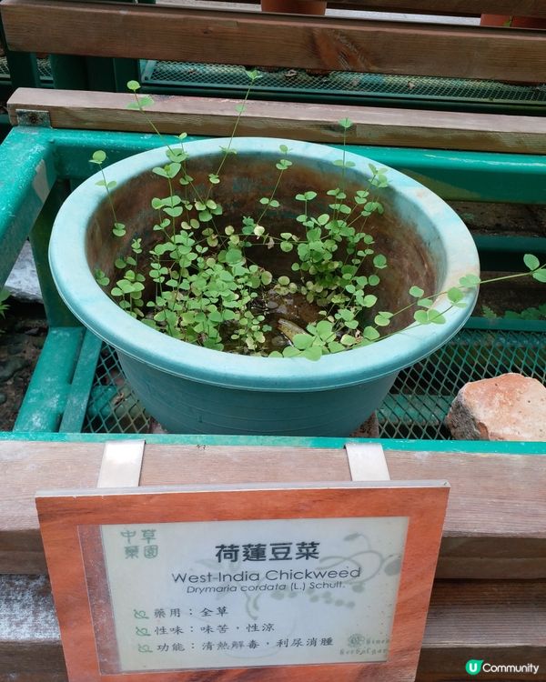 中藥園好多中藥植物