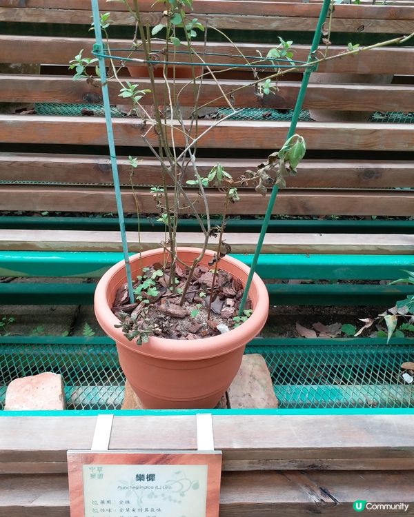 中藥園好多中藥植物