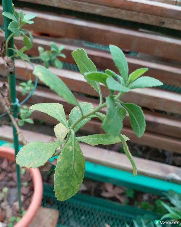 中藥園好多中藥植物