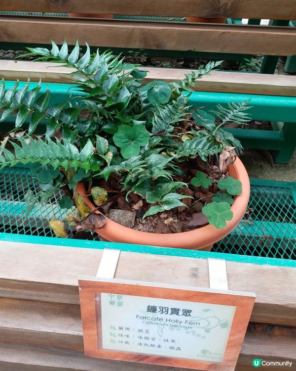 中藥園好多中藥植物