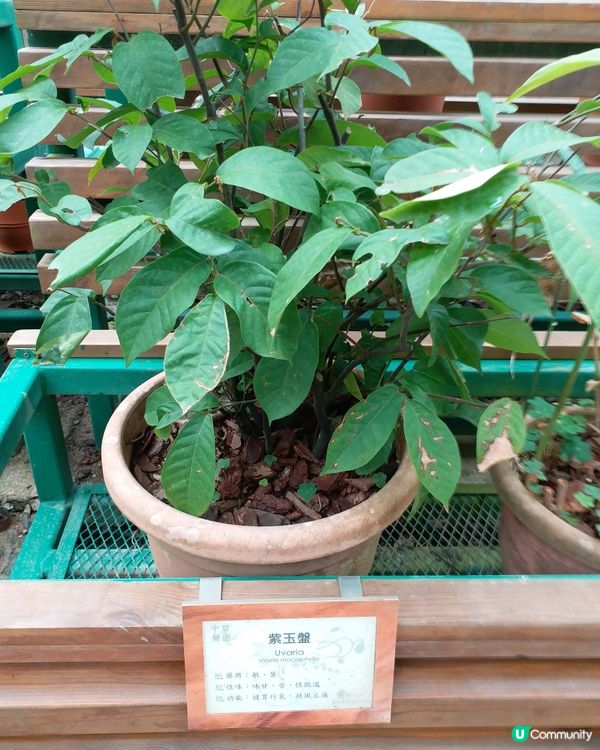 中藥園好多中藥植物