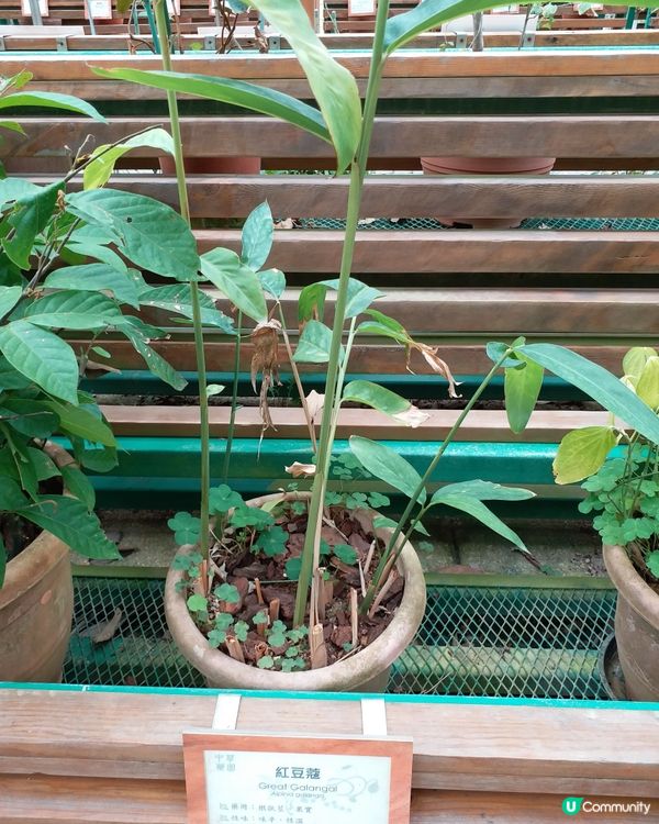 中藥園好多中藥植物