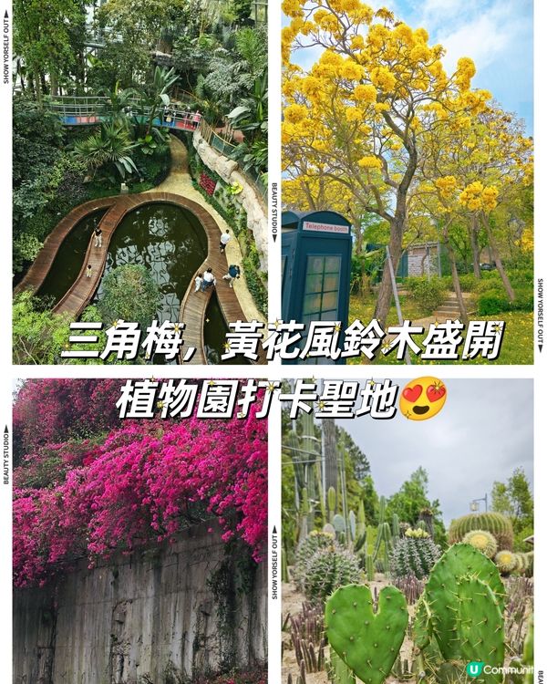 三角梅，黃花風鈴木盛開😍 植物園打卡聖地