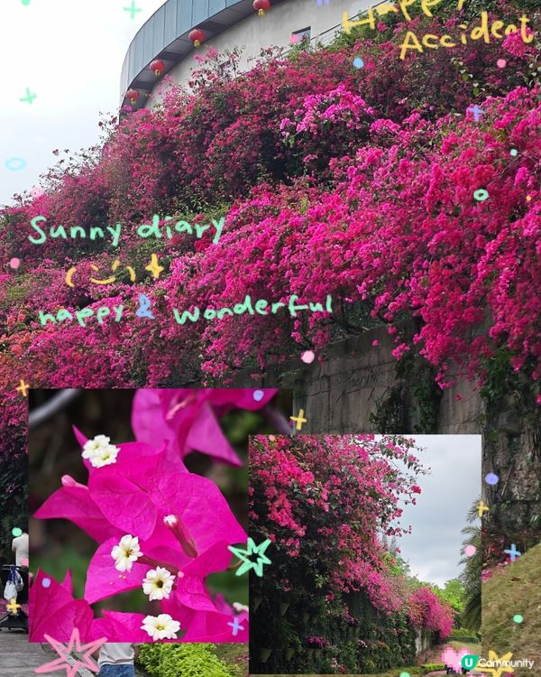 三角梅，黃花風鈴木盛開😍 植物園打卡聖地