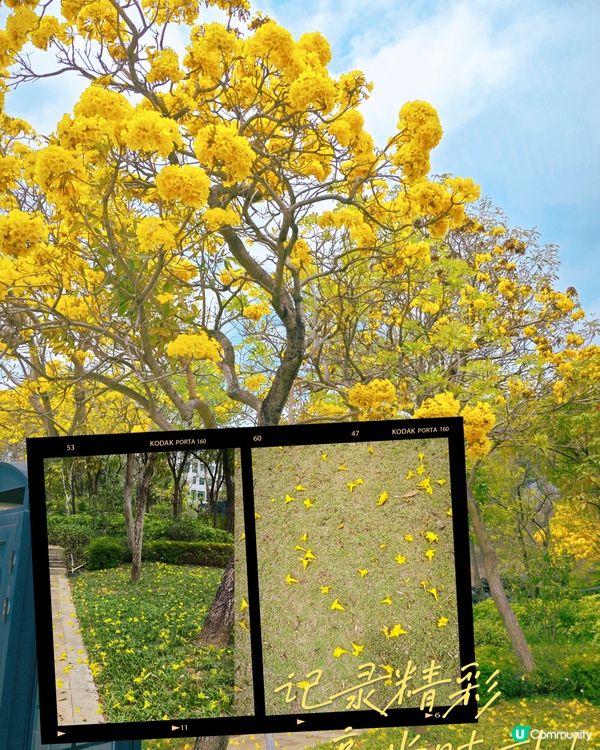 三角梅，黃花風鈴木盛開😍 植物園打卡聖地