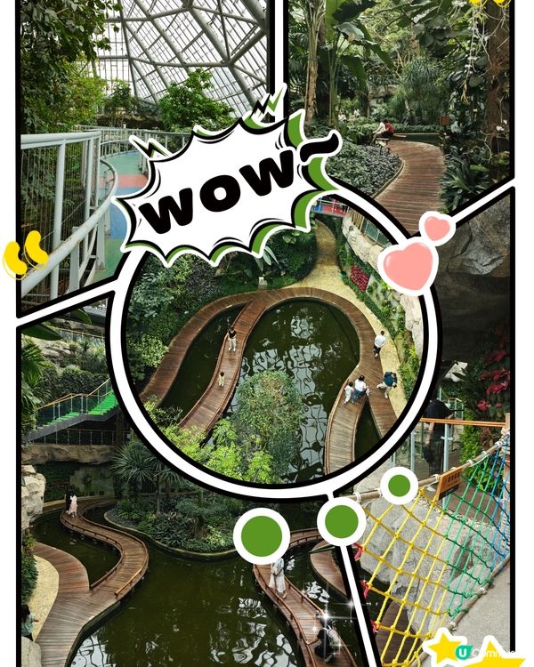 三角梅，黃花風鈴木盛開😍 植物園打卡聖地