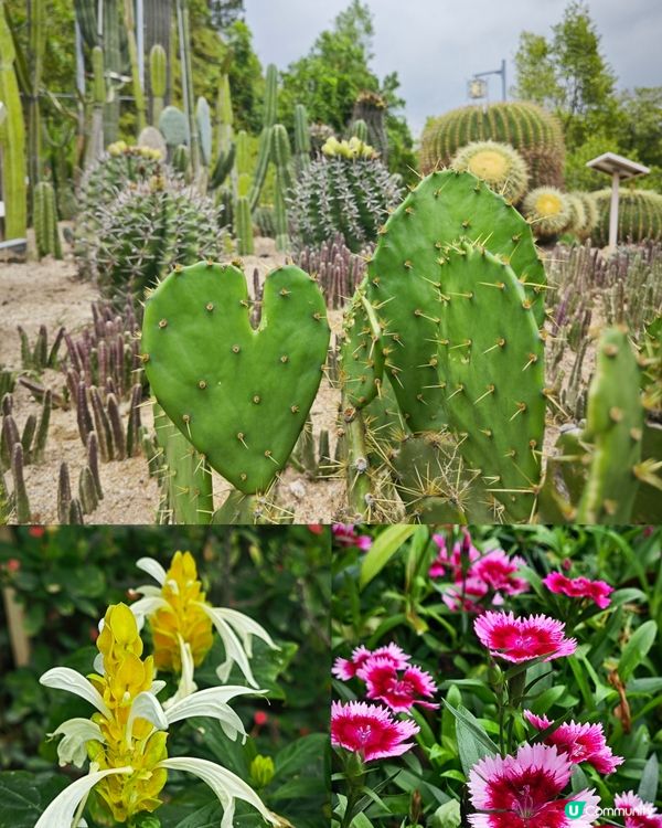三角梅，黃花風鈴木盛開😍 植物園打卡聖地