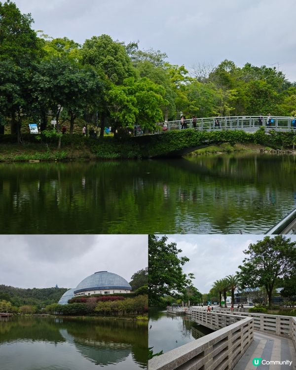 三角梅，黃花風鈴木盛開😍 植物園打卡聖地