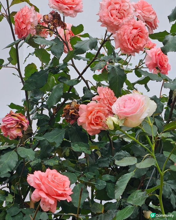 香港花卉展覽2025