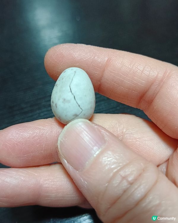 每逢復活節都出現嘅吉百利朱古力蛋