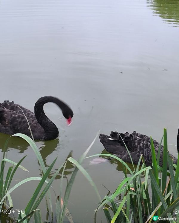 深圳龍崗大運中心