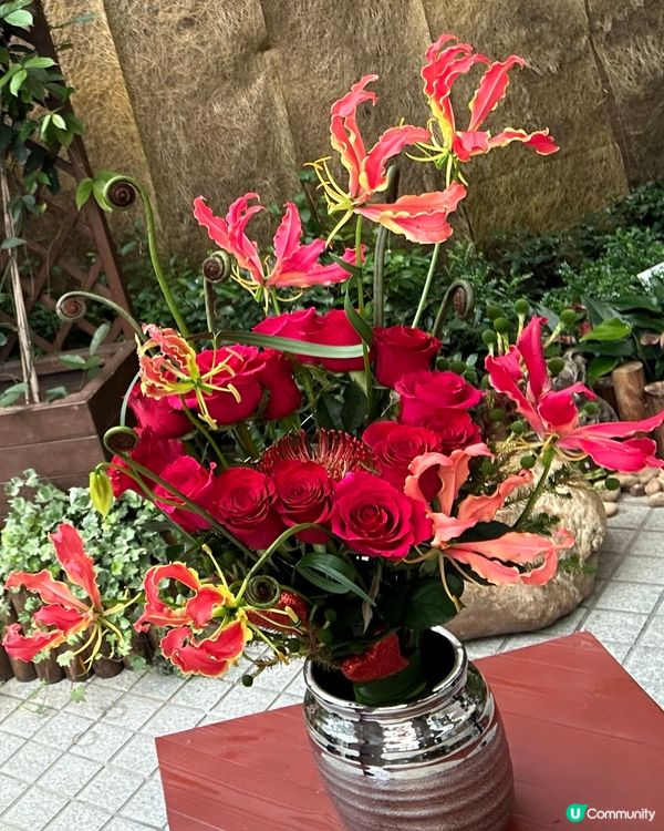 🇯🇵 🔥火焰百合🌺 園藝界的C位焦點🍀