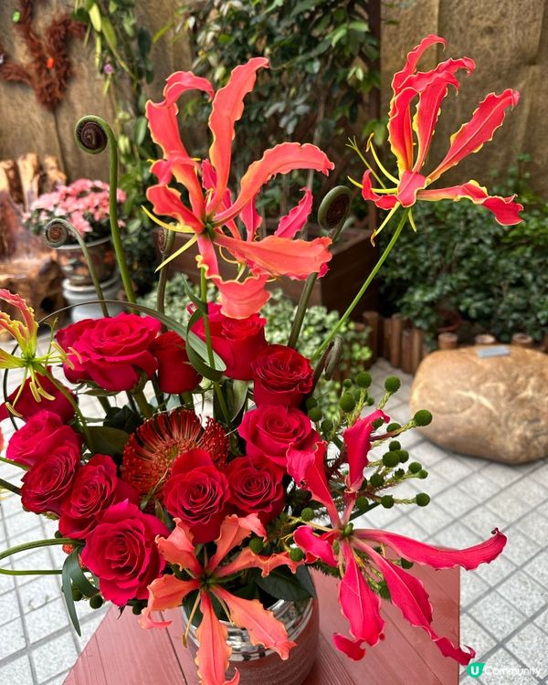 🇯🇵 🔥火焰百合🌺 園藝界的C位焦點🍀