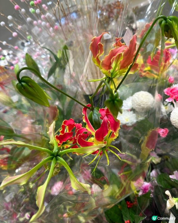 🇯🇵 🔥火焰百合🌺 園藝界的C位焦點🍀