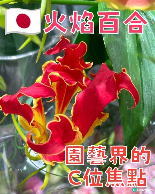 🇯🇵 🔥火焰百合🌺 園藝界的C位焦點🍀