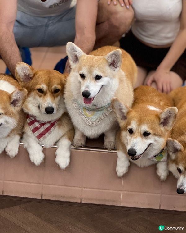 🇹🇭曼谷˚ ༘ 人氣柯基𝘊𝘢𝘧𝘦搬新家了 