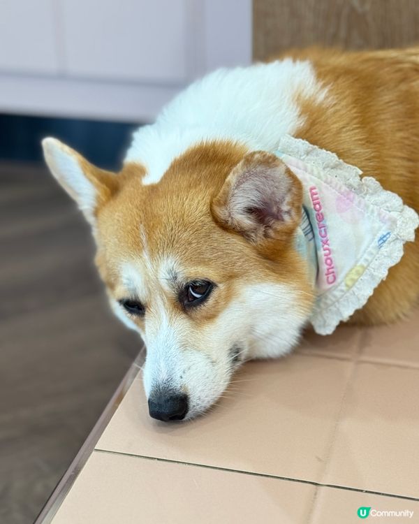 🇹🇭曼谷˚ ༘ 人氣柯基𝘊𝘢𝘧𝘦搬新家了 