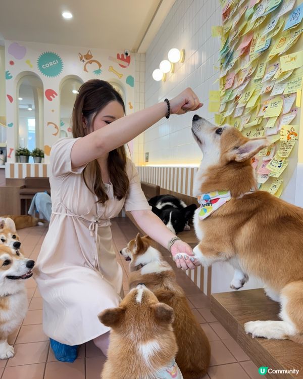 🇹🇭曼谷˚ ༘ 人氣柯基𝘊𝘢𝘧𝘦搬新家了 