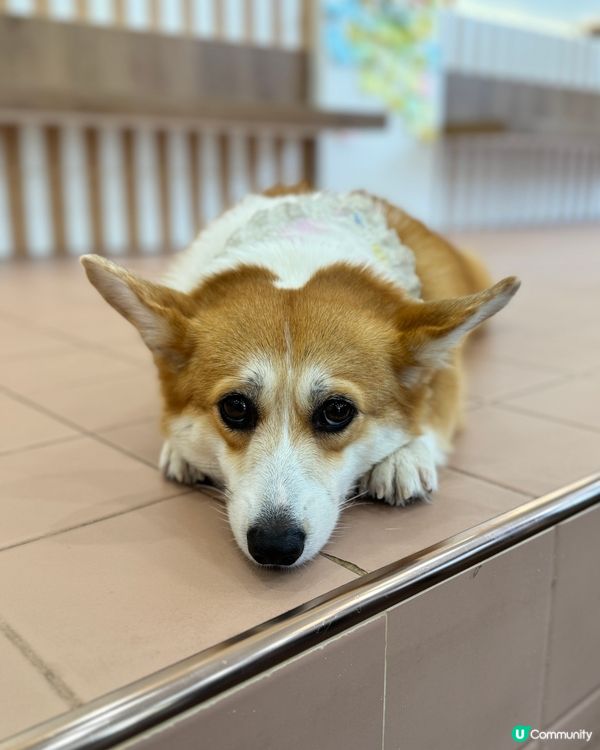 🇹🇭曼谷˚ ༘ 人氣柯基𝘊𝘢𝘧𝘦搬新家了 