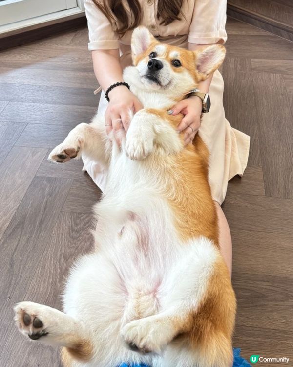 🇹🇭曼谷˚ ༘ 人氣柯基𝘊𝘢𝘧𝘦搬新家了 