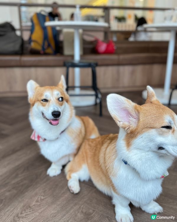 🇹🇭曼谷˚ ༘ 人氣柯基𝘊𝘢𝘧𝘦搬新家了 