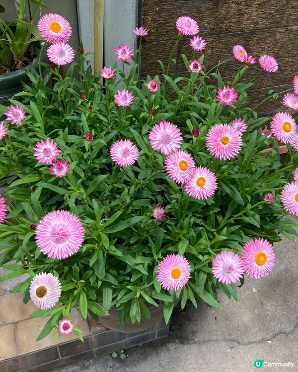 ## 元朗小店
## 豬扒滑蛋芝士/滑蛋三文魚牛油果