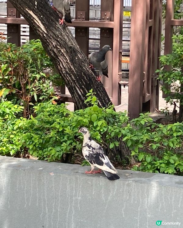 ## 元朗小店
## 豬扒滑蛋芝士/滑蛋三文魚牛油果