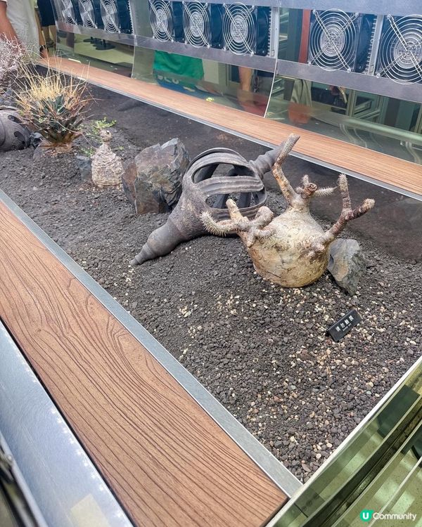 深圳爆紅南山巨人展